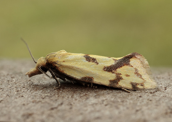 49.109 BF937 Agapeta hamana