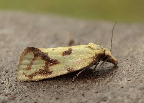 49.109 BF937 Agapeta hamana