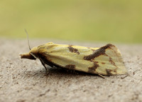 49.109 BF937 Agapeta hamana
