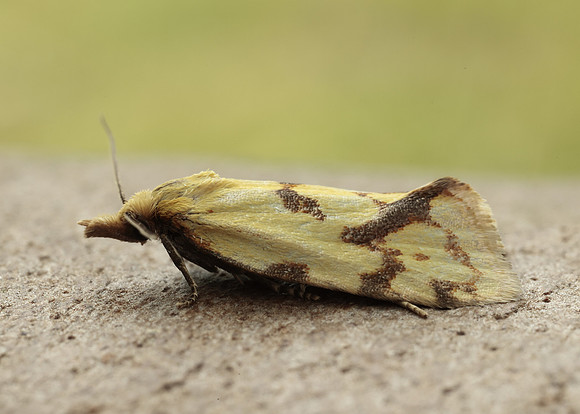 49.109 BF937 Agapeta hamana