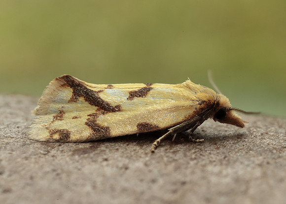 49.109 BF937 Agapeta hamana