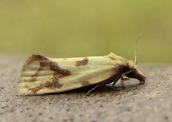 49.109 BF937 Agapeta hamana