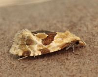 49.128 BF946 Aethes rubigana
