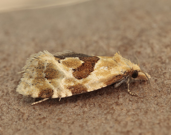 49.128 BF946 Aethes rubigana