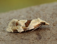 49.128 BF946 Aethes rubigana