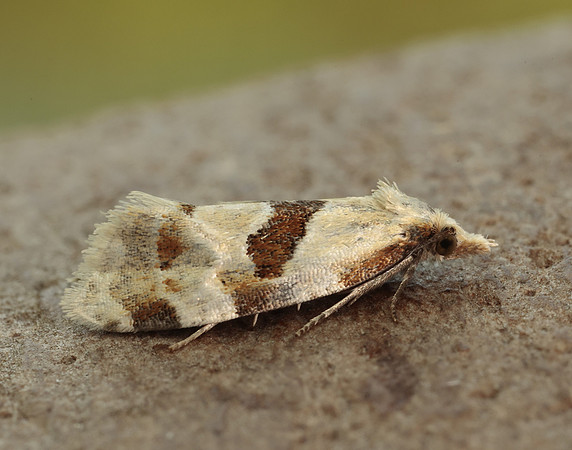 49.128 BF946 Aethes rubigana