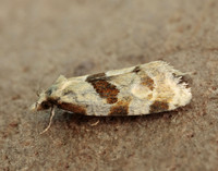 49.128 BF946 Aethes rubigana