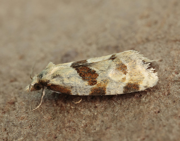 49.128 BF946 Aethes rubigana