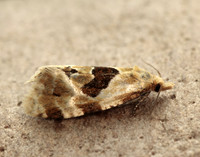 49.128 BF946 Aethes rubigana