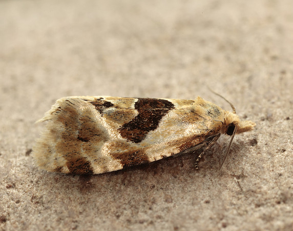 49.128 BF946 Aethes rubigana