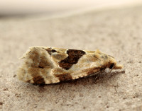 49.128 BF946 Aethes rubigana