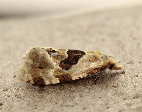 49.128 BF946 Aethes rubigana