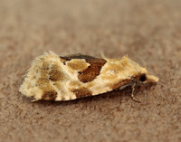 49.128 BF946 Aethes rubigana