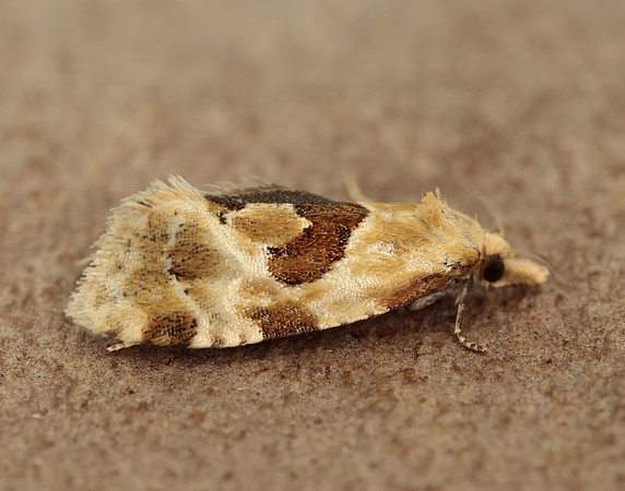 49.128 BF946 Aethes rubigana