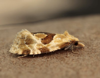 49.128 BF946 Aethes rubigana