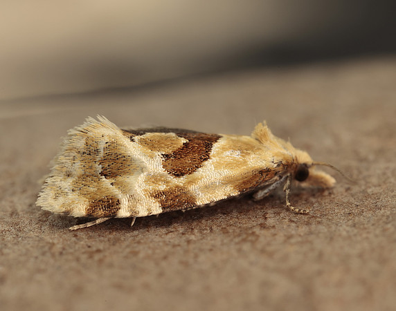 49.128 BF946 Aethes rubigana