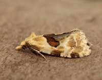 49.128 BF946 Aethes rubigana