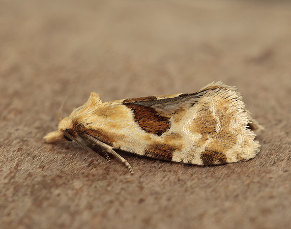 49.128 BF946 Aethes rubigana