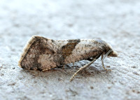 49.132 BF956 Cochylidia implicitana