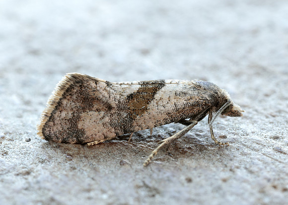 49.132 BF956 Cochylidia implicitana