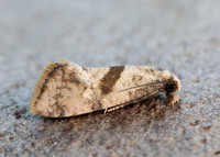 49.132 BF956 Cochylidia implicitana