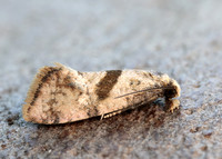 49.132 BF956 Cochylidia implicitana