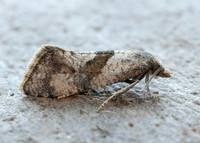 49.132 BF956 Cochylidia implicitana