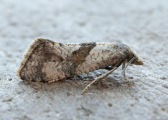 49.132 BF956 Cochylidia implicitana
