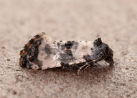 49.139 BF966 Cochylis atricapitana