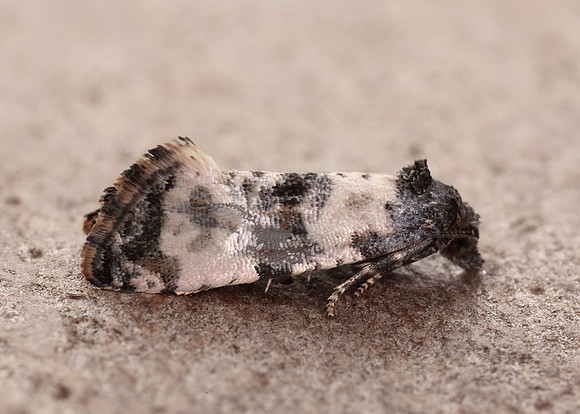 49.139 BF966 Cochylis atricapitana