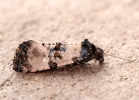 49.139 BF966 Cochylis atricapitana