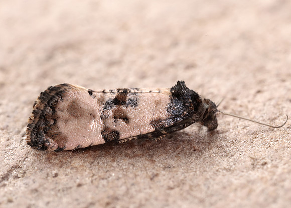 49.139 BF966 Cochylis atricapitana