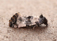 49.139 BF966 Cochylis atricapitana