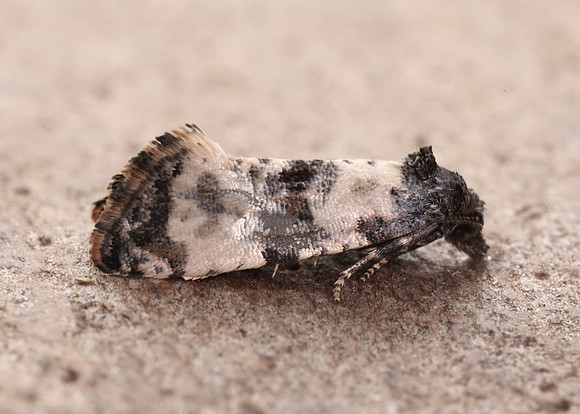 49.139 BF966 Cochylis atricapitana