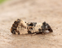49.139 BF966 Cochylis atricapitana