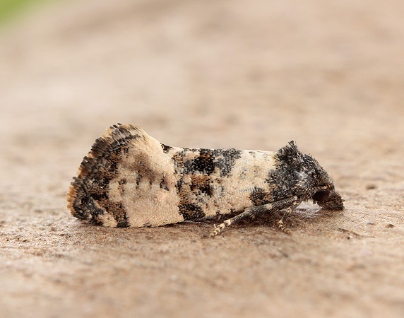 49.139 BF966 Cochylis atricapitana