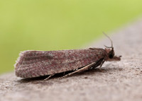 49.162 BF1064 Celypha rosaceana
