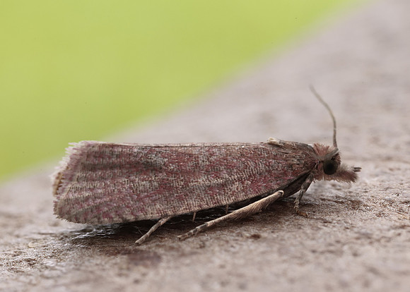 49.162 BF1064 Celypha rosaceana