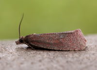 49.162 BF1064 Celypha rosaceana