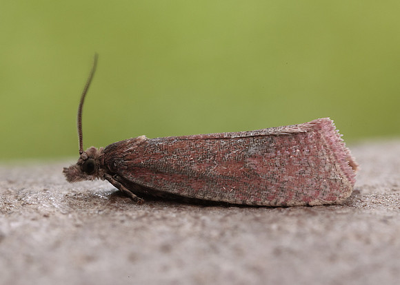 49.162 BF1064 Celypha rosaceana