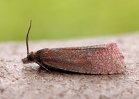 49.162 BF1064 Celypha rosaceana