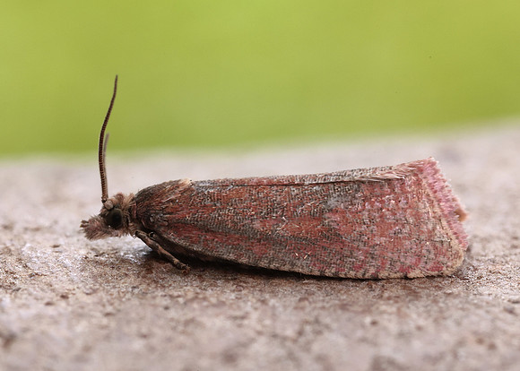 49.162 BF1064 Celypha rosaceana