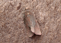 49.162 BF1064 Celypha rosaceana