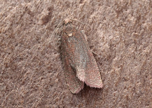 49.162 BF1064 Celypha rosaceana