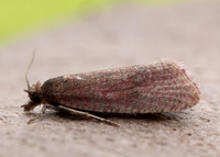 49.162 BF1064 Celypha rosaceana