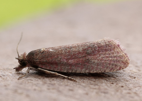 49.162 BF1064 Celypha rosaceana