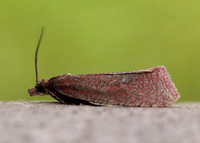 49.162 BF1064 Celypha rosaceana