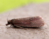 49.162 BF1064 Celypha rosaceana