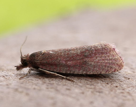 49.162 BF1064 Celypha rosaceana