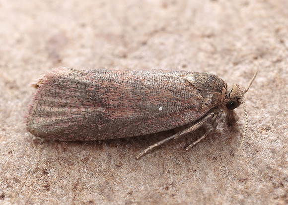 49.162 BF1064 Celypha rosaceana